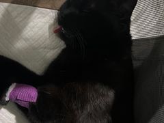 -纳吉亚猫专科动物医院·北北分院