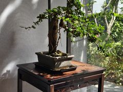-淮扬府·游园京梦(中粮广场店)