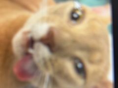 -爱侣·安琦尔宠物医院·中兽医针灸·心内科·狂犬免疫点(宝山区院)