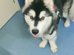 -宠颐生动物医院·心脏科·保险定点(锦阳分院)