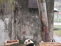 -成都动物园