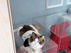 -喵百万·布偶·蓝金金渐层英短·猫舍(百子湾店)
