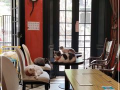 -猫色咖啡·猫咖