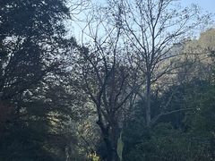 -镇江市南山风景名胜区竹林景区