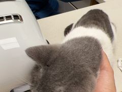 -瑞派康怡24h宠物医院·犬猫医疗中心·微创绝育(瑞景分院)