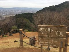 -岚山猴子公园