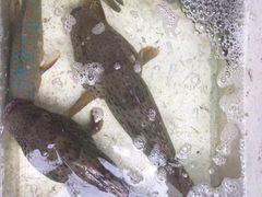 -拉威海鲜市场