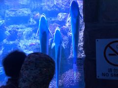 -左海海底世界