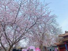 -桃花堤公园