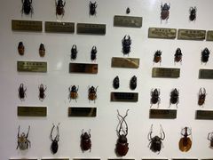 -上海昆虫博物馆