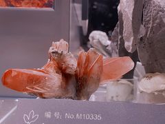 -中国地质博物馆