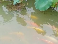 -东湖落雁景区
