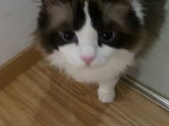 -艾贝尔宠物医院·24H转诊中心·肿瘤猫专科(江宁双龙店)