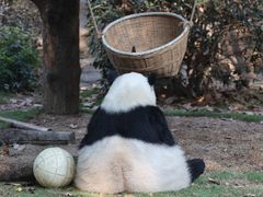 -成都动物园