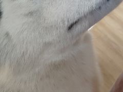 -Husky Go! 哈士奇体验馆·宠物咖啡厅狗咖