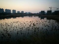 -五里湖湿地公园