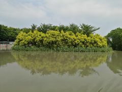 -大湾区中央湿地公园