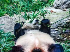 -都江堰中华大熊猫苑