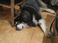 -more than meow吴止猫主题餐厅(承德 中船汇店)