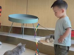 -飞行喵MR PILOT|猫舍·猫咖(静安大融城店)
