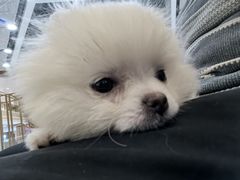 -柴犬小屋·柴餐厅·狗咖食堂(金鼎广场店)