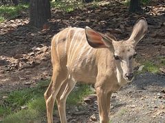 -清迈夜间动物园