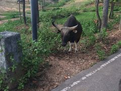 -清迈夜间动物园