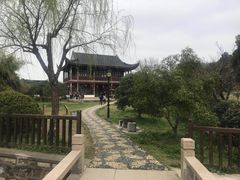 -林屋梅海青梅保护基地