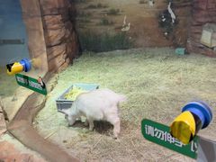 -正佳雨林生态植物园
