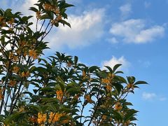 -昆山城市生态森林公园