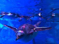 -芜湖新华联大白鲸海洋公园