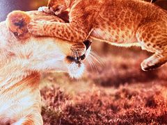 -罗红摄影艺术馆