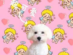 -翊宠yipet猫狗购宠庄园犬舍•猫舍