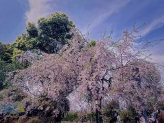 -顾村公园