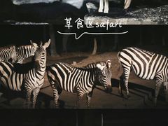 -清迈夜间动物园