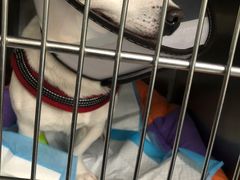 -奈斯宠物医院·核磁CT·异宠专科·内镜(中南店)