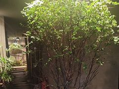 -森SPA·泰式按摩·精油Massage(宝安中心店)