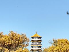 -金塔沙漠胡杨林景区