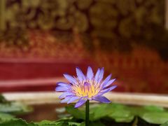 -西双版纳傣族园