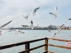 -青岛第二海水浴场