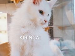 -十年猫舍·猫咪专门店(普陀店)