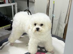 -汪喵宠物医院·骨科心脏影像·犬猫急重症ICU诊疗中心(成华分院)