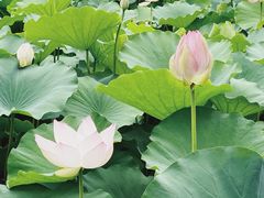 -大兴滨河森林公园