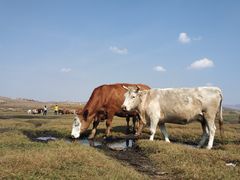 -塞罕坝国家级自然保护区