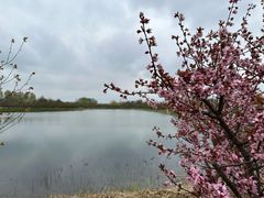 -泗洪洪泽湖湿地景区