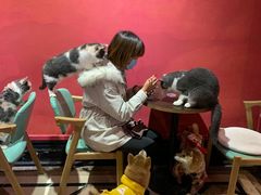 -猫色咖啡·猫咖