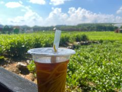 -中华茉莉园