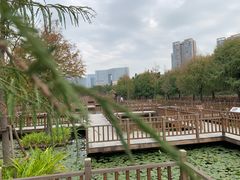 -五缘湾湿地公园