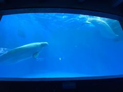 -海合安成都极地海洋公园