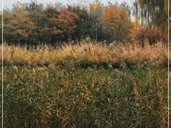 -大兴滨河森林公园